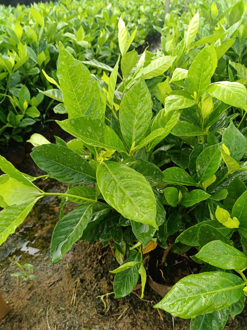 水栀子杯苗
