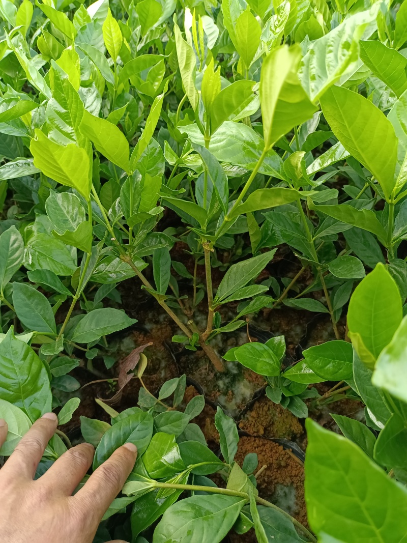 水栀子杯苗