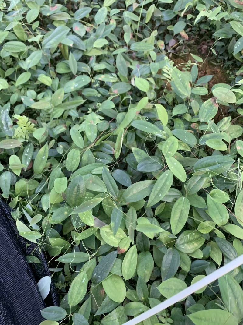 土茯苓苗中药材种苗土茯苓苗基地直供量大优惠