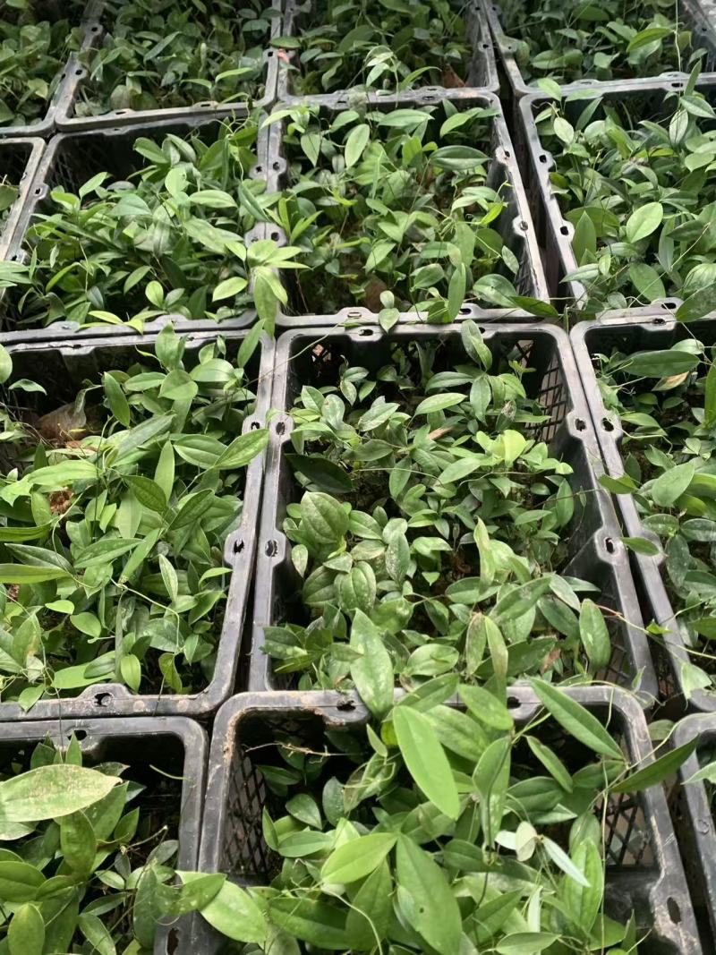 土茯苓苗中药材种苗土茯苓苗基地直供量大优惠