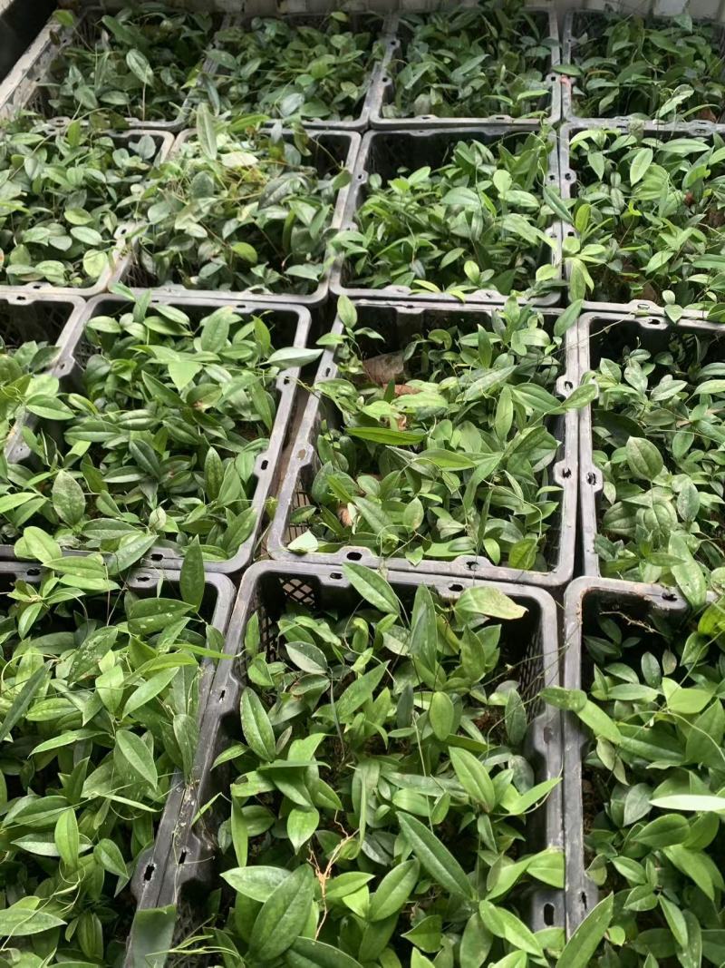 土茯苓苗中药材种苗土茯苓苗基地直供量大优惠