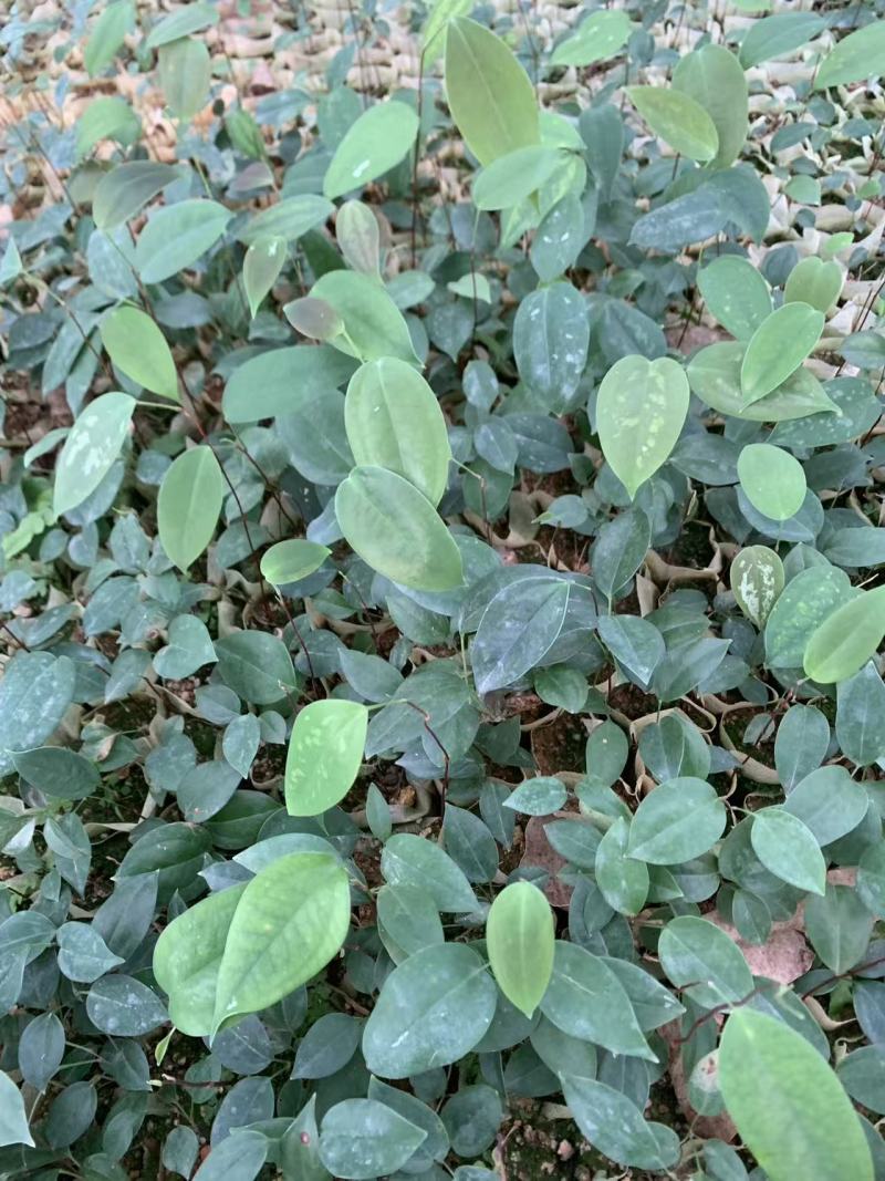 土茯苓苗中药材种苗土茯苓苗基地直供量大优惠