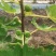 金燕果园