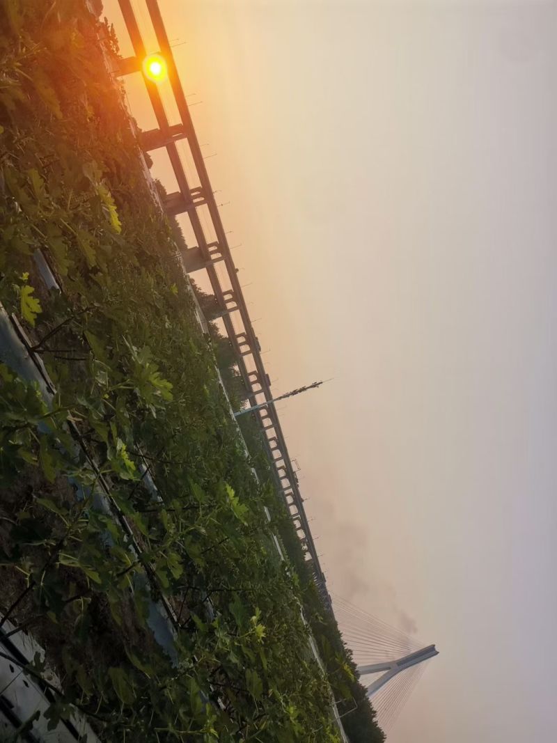 金燕果园