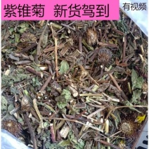紫锥菊中药材正品冷背中药材大全批发零售质量保证