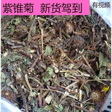 紫锥菊中药材正品冷背中药材大全批发零售质量保证