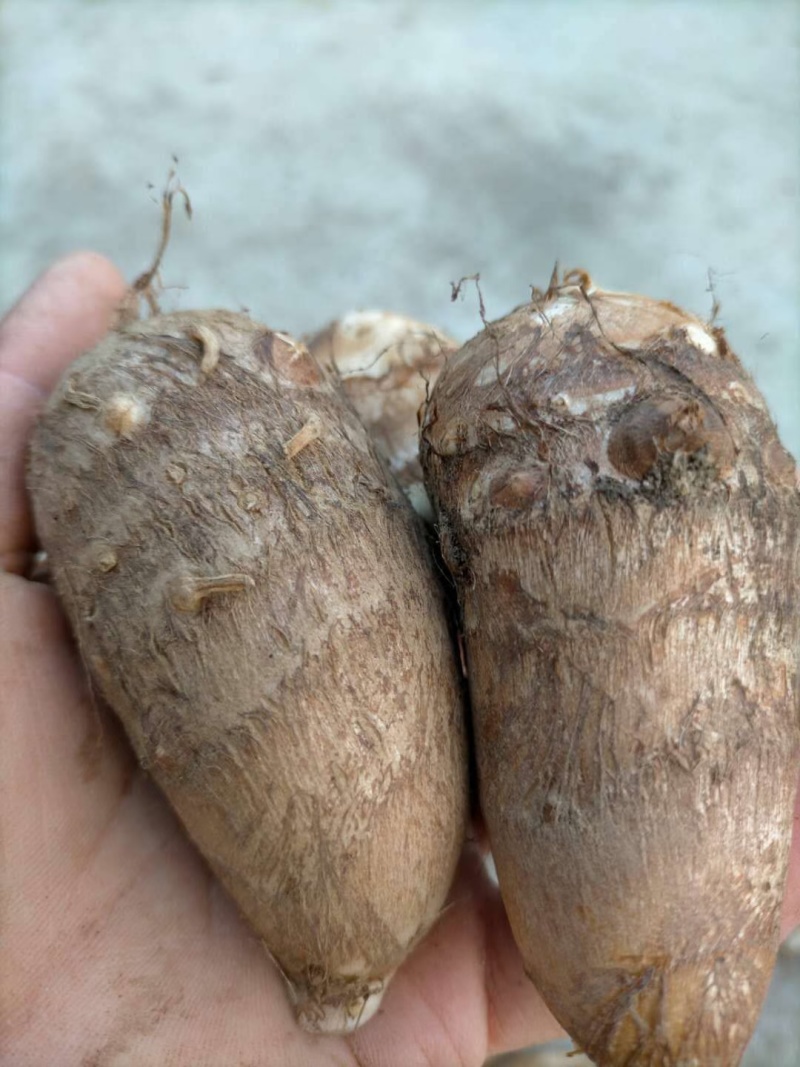 毛芋头口感好质量优有需要请联系