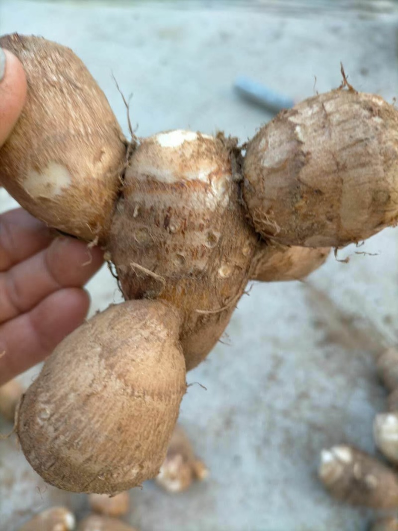 毛芋头口感好质量优有需要请联系