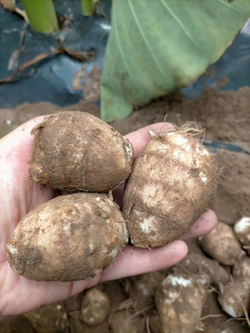毛芋头口感好质量优有需要请联系