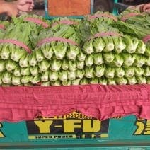 油麦菜