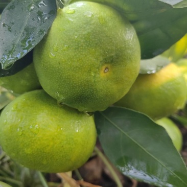 特早蜜橘