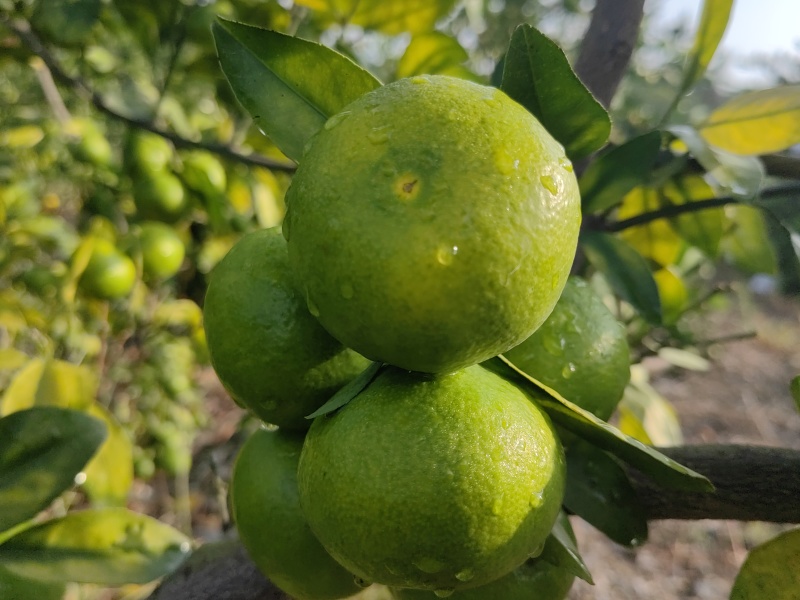 特早蜜橘