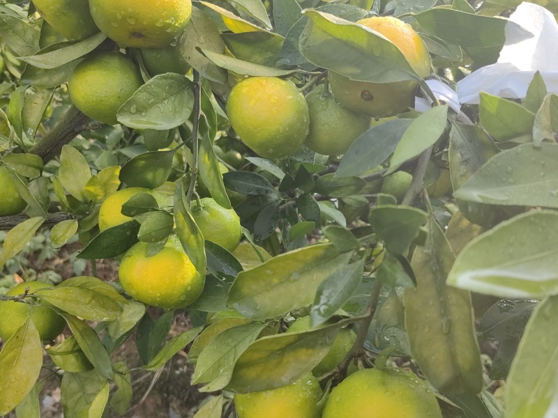 特早蜜橘