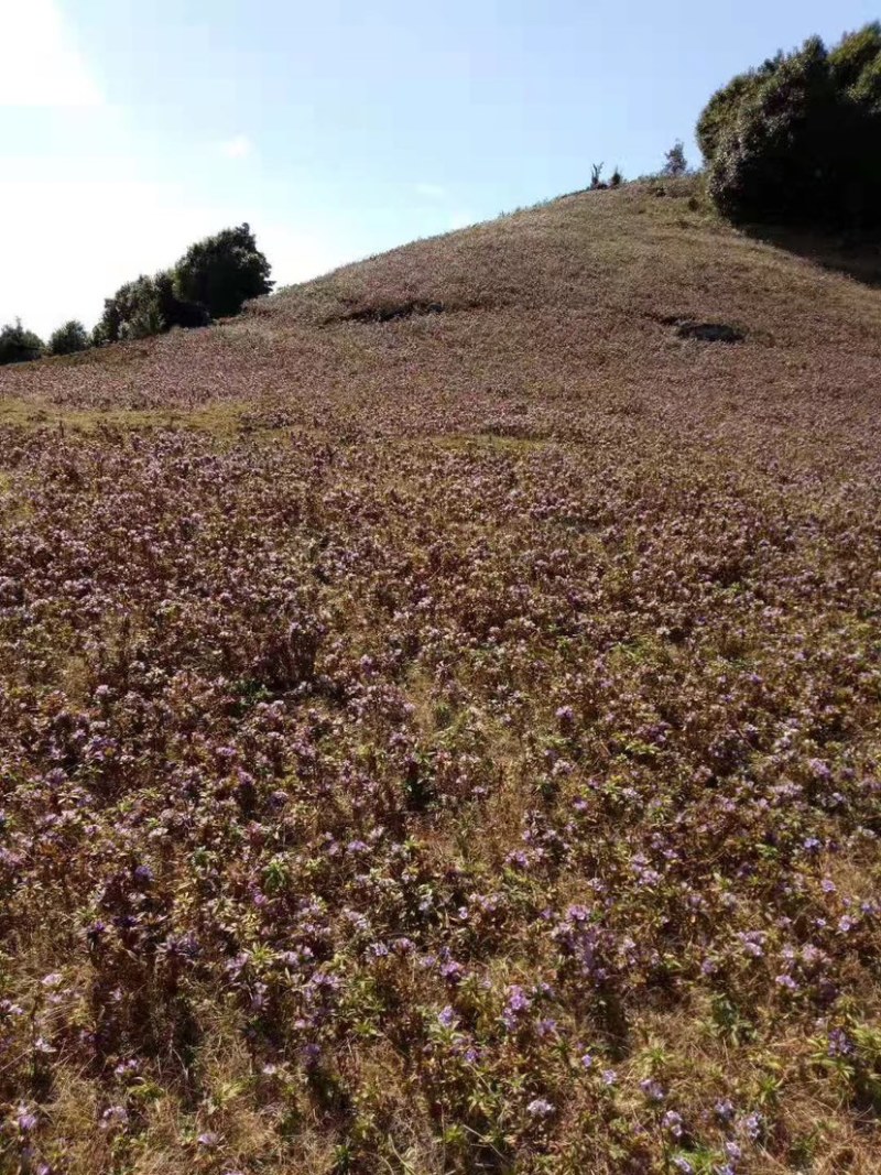 临沧滇龙胆大根含量足龙胆根龙胆草花山龙胆坚龙胆青鱼胆草好