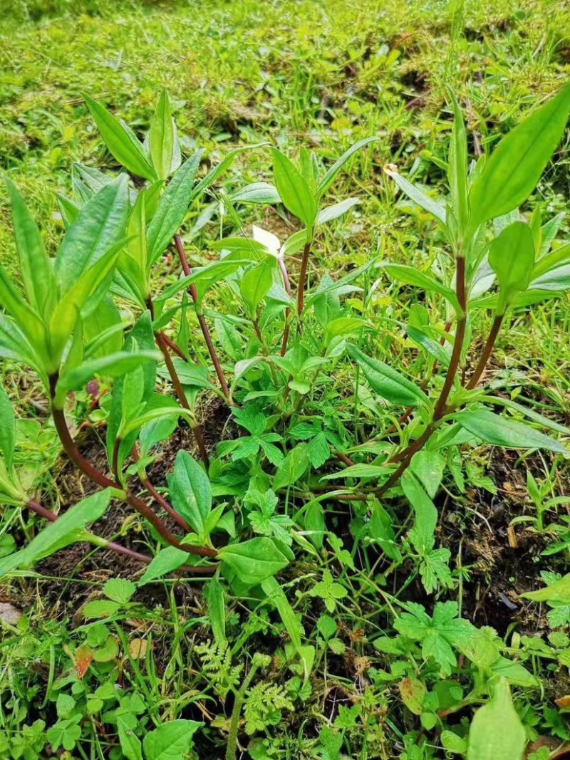 临沧滇龙胆大根含量足龙胆根龙胆草花山龙胆坚龙胆青鱼胆草好