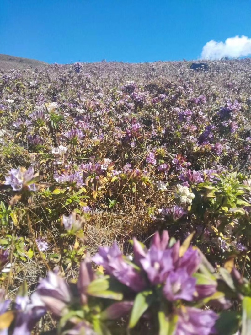 临沧滇龙胆大根含量足龙胆根龙胆草花山龙胆坚龙胆青鱼胆草好
