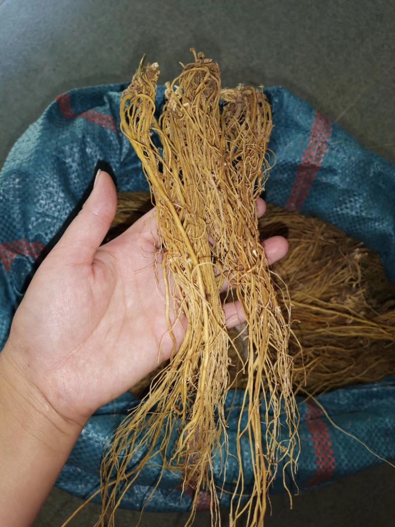 临沧滇龙胆大根含量足龙胆根龙胆草花山龙胆坚龙胆青鱼胆草好