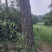 20年成年松树，松脂，5000棵以上，直径大概30厘米。