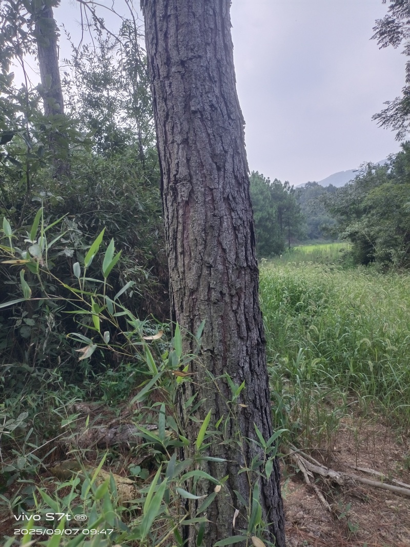 20年成年松树，松脂，5000棵以上，直径大概30厘米。