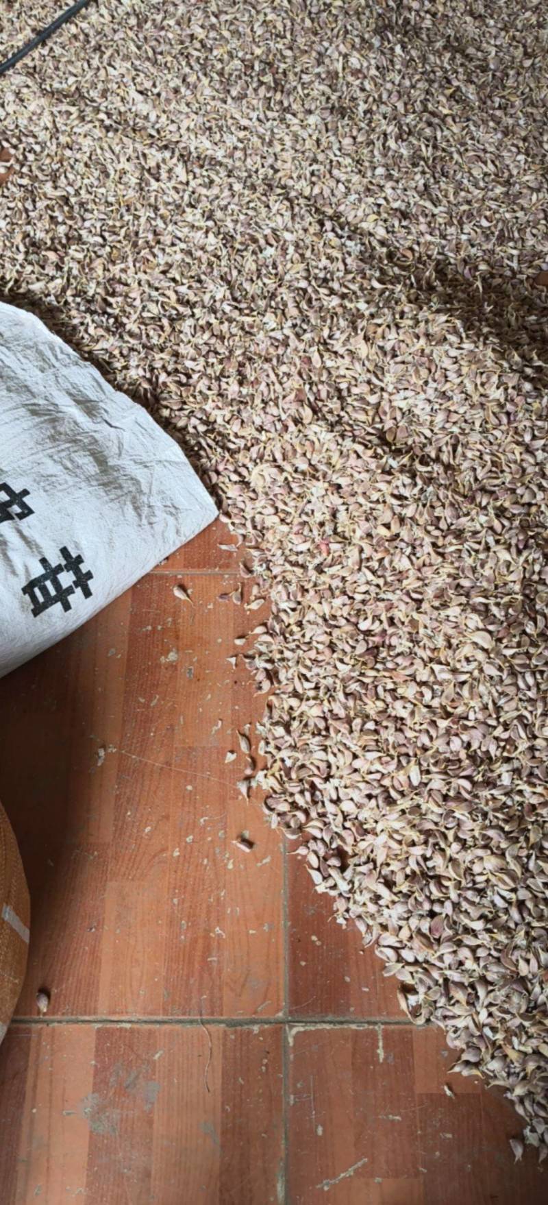 小辨子蒜，养殖喂猪鸡鸭、杀菌、消肠炎用！
