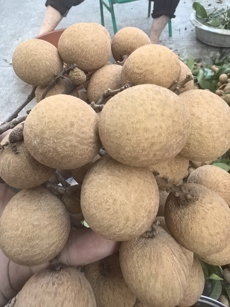 同安凤梨穗