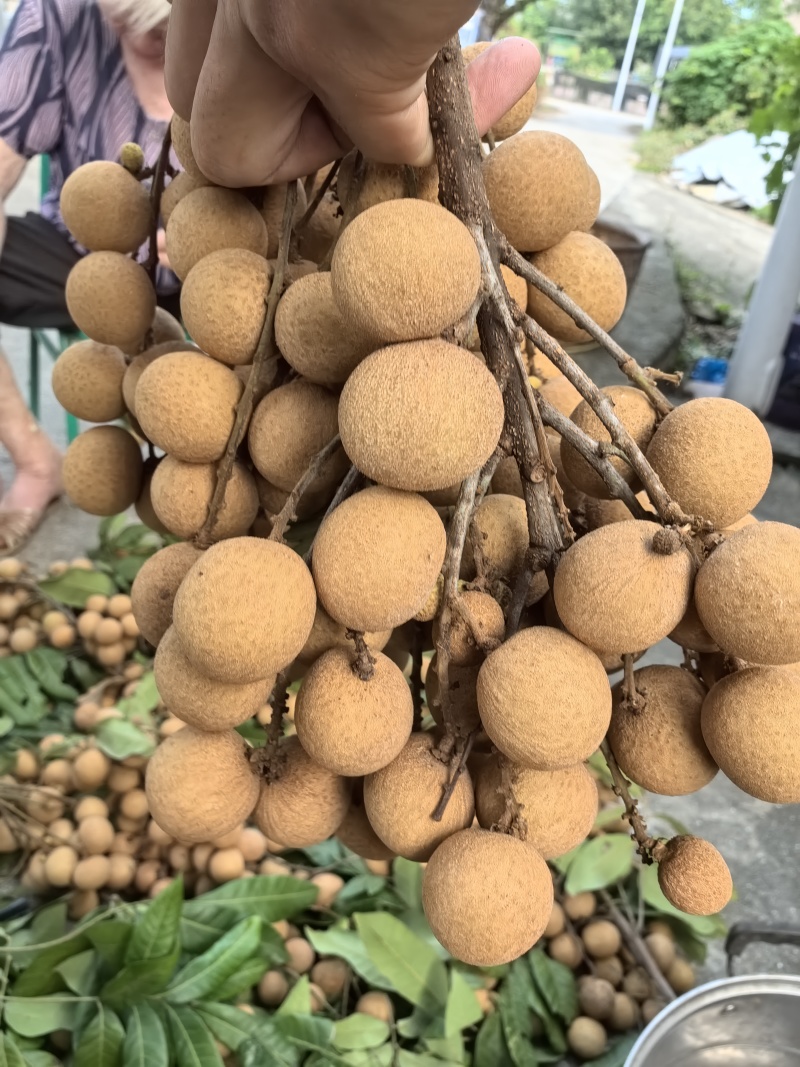 同安凤梨穗