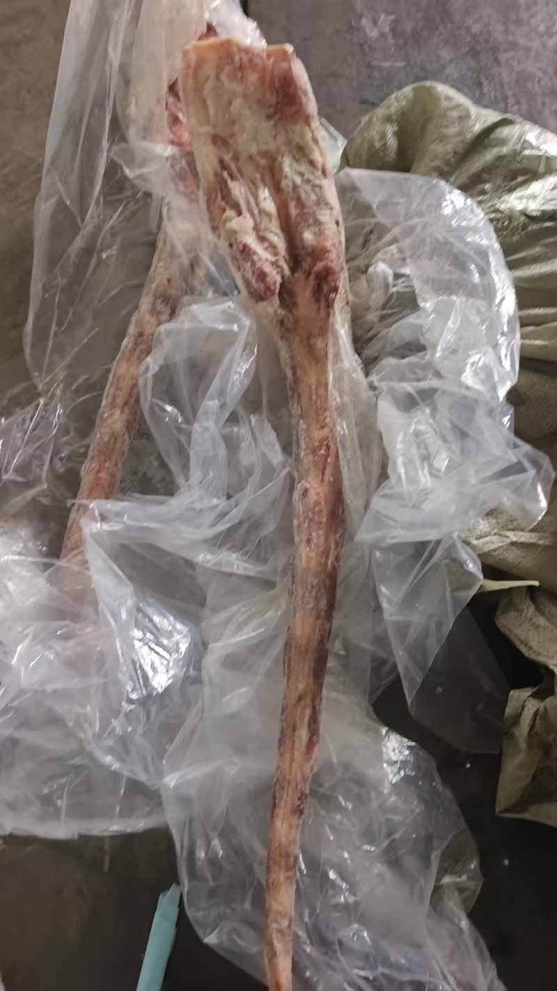 带根牛尾