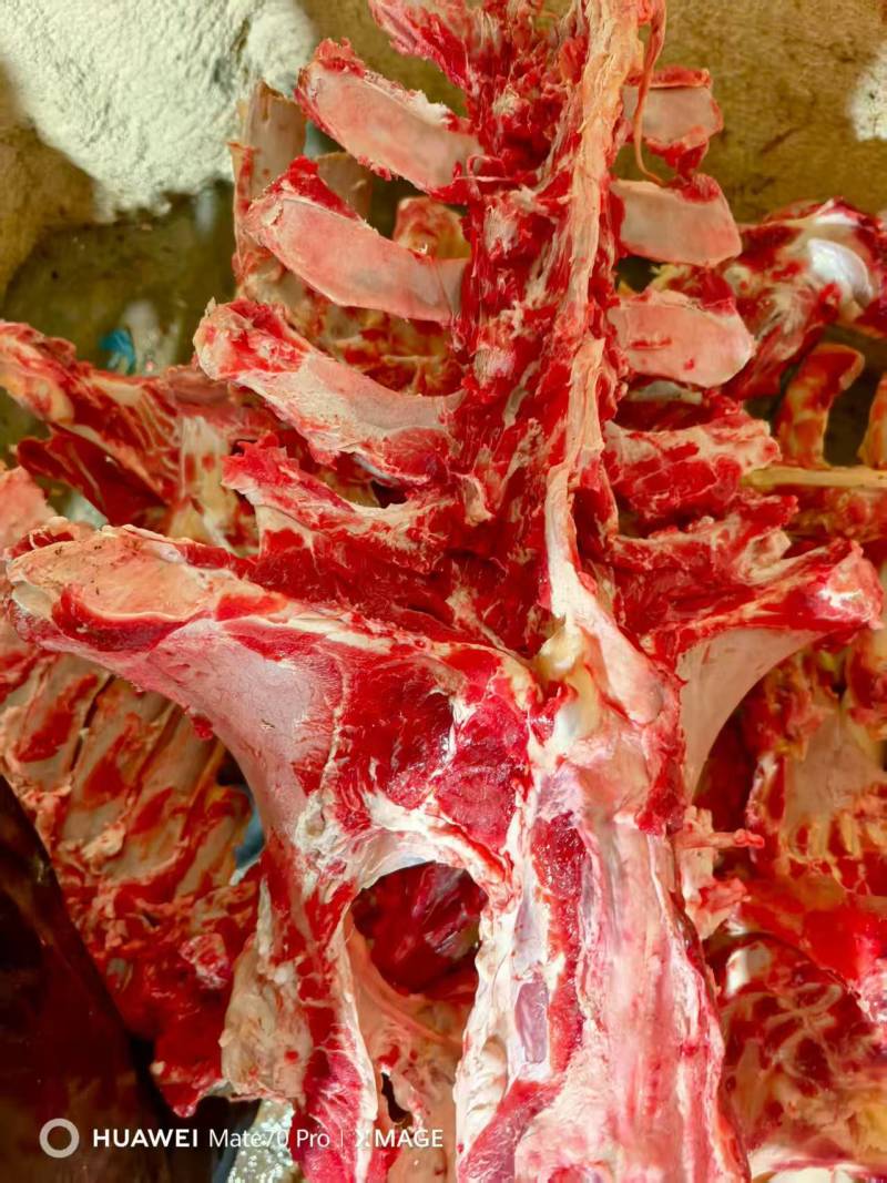 带点肉脊骨