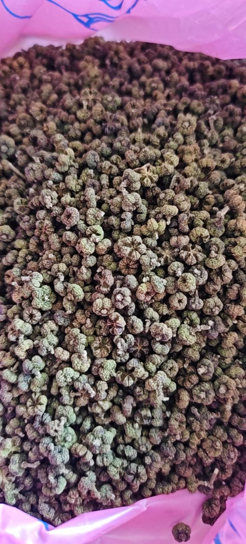 当年吴茱萸，中花
