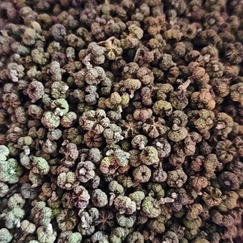 当年吴茱萸，中花