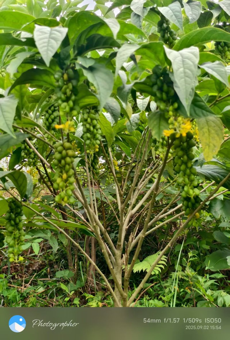 黄花倒水莲种子，带壳，不带壳