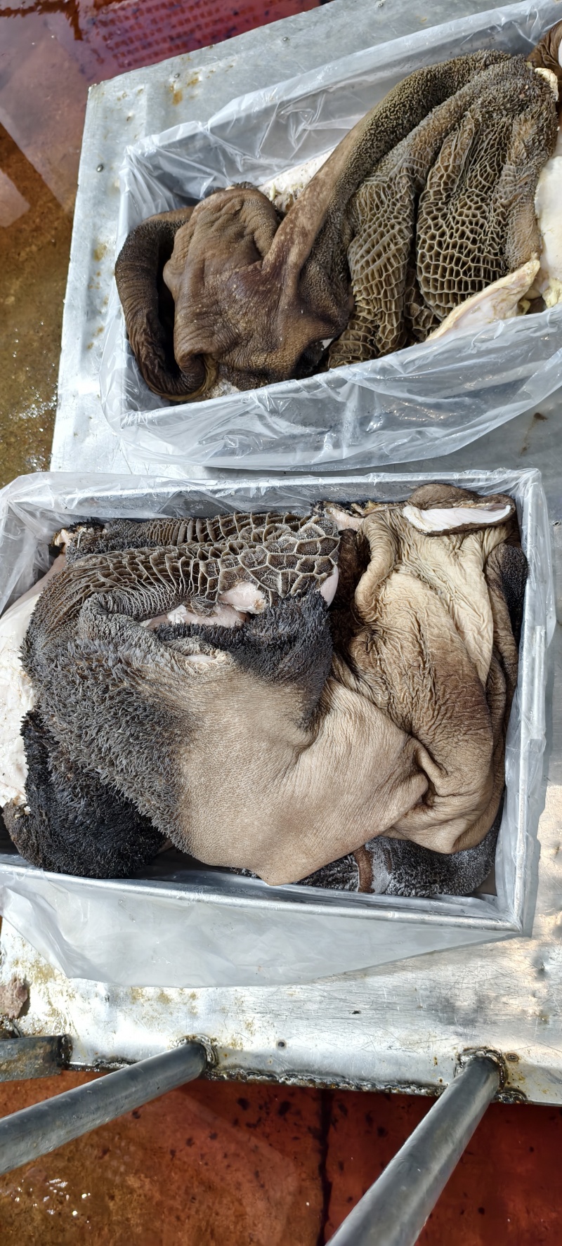 生黑牛肚