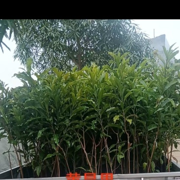 黄晶果