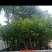 黄晶果