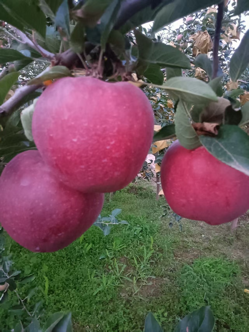天水花牛苹果（自家种植，一件代发）