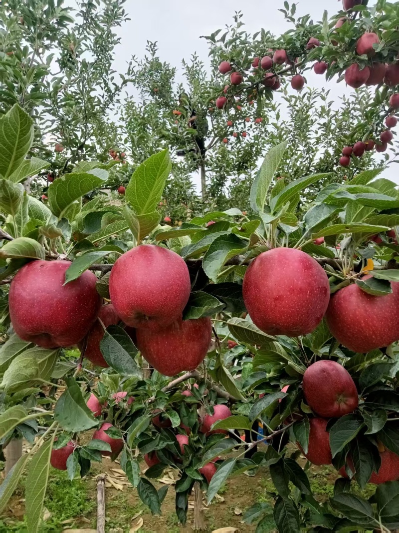 天水花牛苹果（自家种植，一件代发）