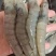 大虾南美大虾3040/4050/5060库存充足