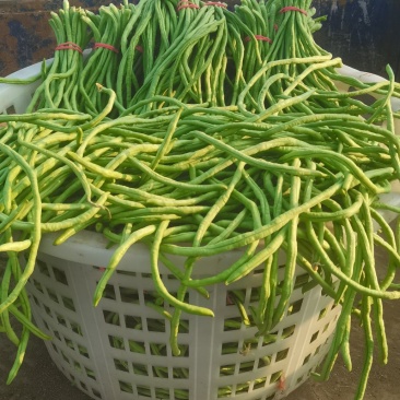 长豆角