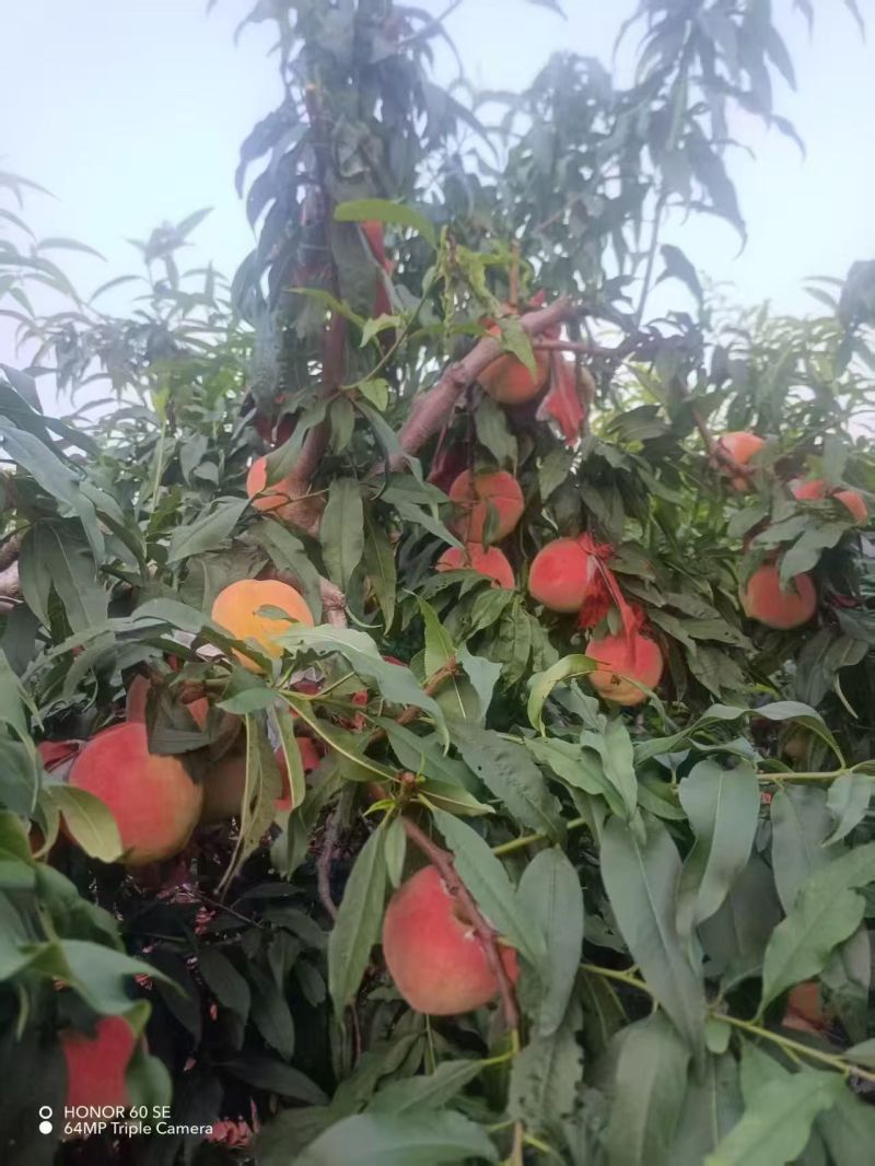 中秋王桃上市了