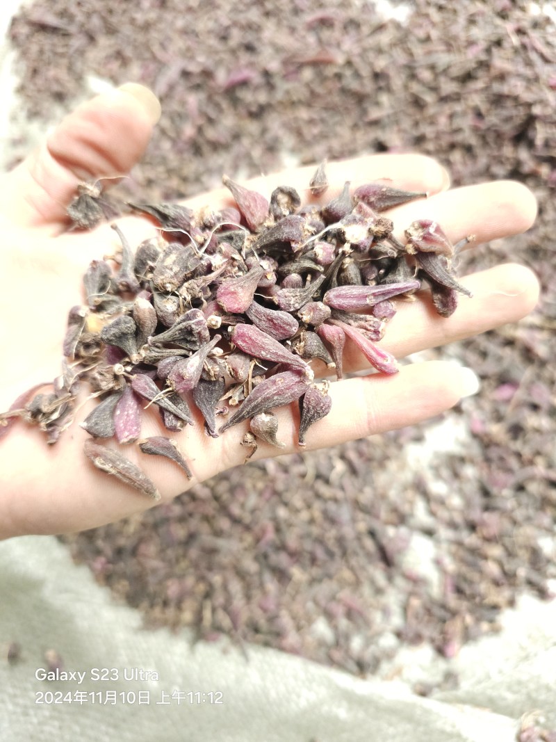 毛慈菇，毛慈菇果夹，毛慈菇鲜果，毛慈菇干货，冰球子干货供