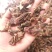 毛慈菇，毛慈菇果夹，毛慈菇鲜果，毛慈菇干货，冰球子干货供