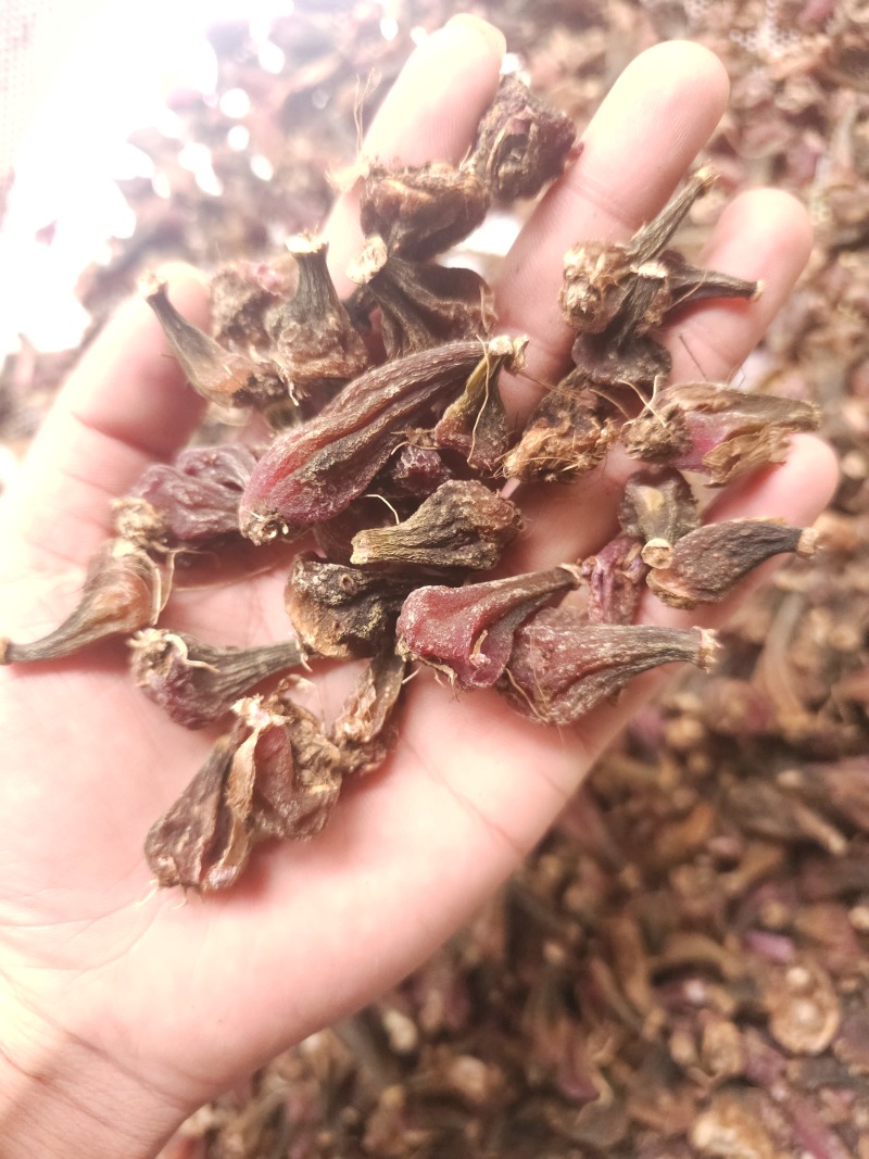 毛慈菇，毛慈菇果夹，毛慈菇鲜果，毛慈菇干货，冰球子干货供