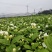 茉莉花盆栽