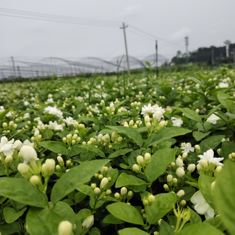 茉莉花盆栽