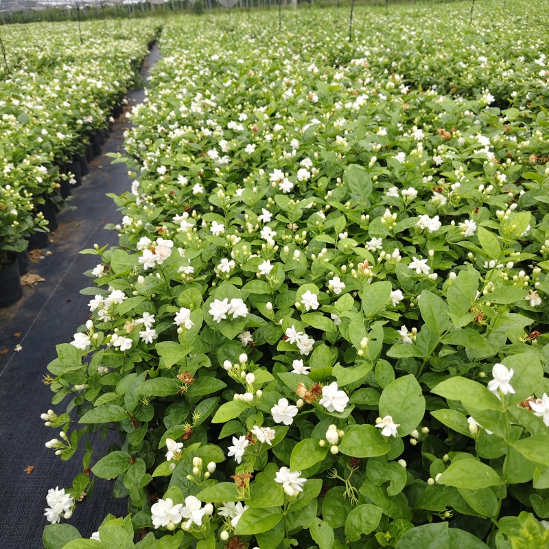 茉莉花盆栽
