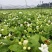 茉莉花盆栽