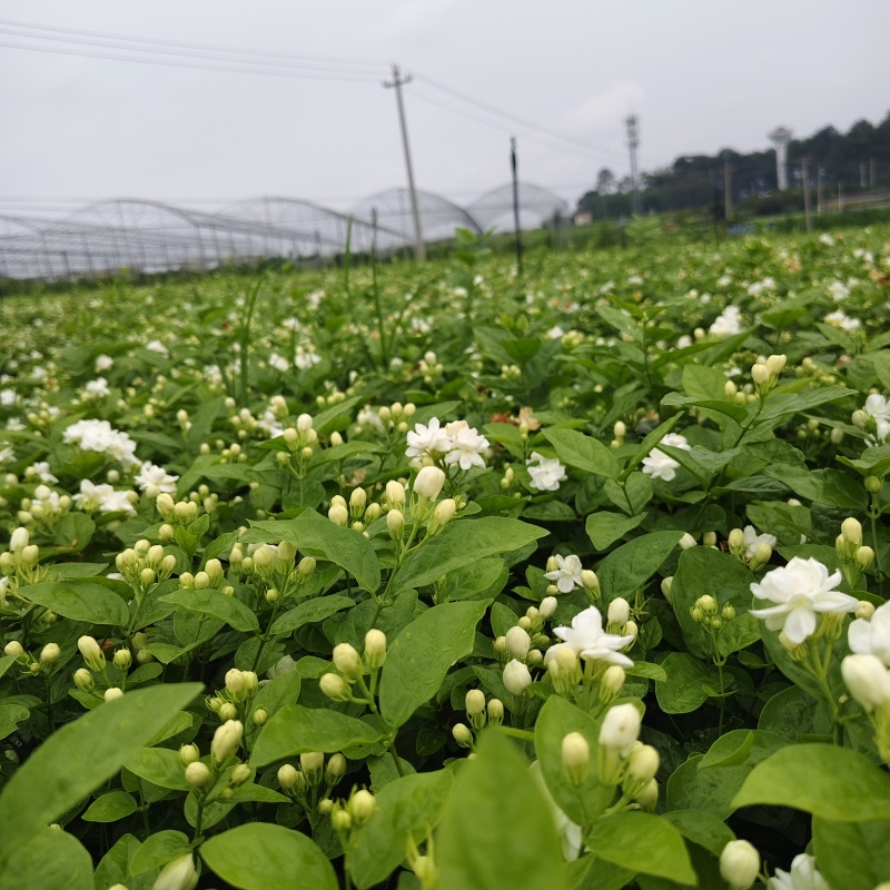 茉莉花盆栽