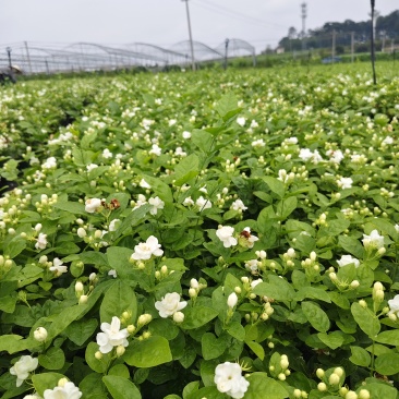 茉莉花盆栽