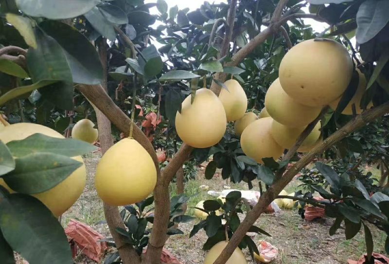 三红蜜柚
