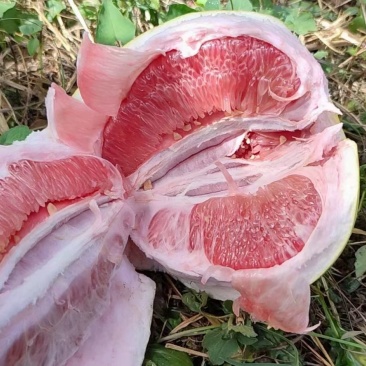 三红蜜柚